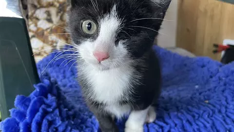 One eyed black and white kitten sits on a chair covered in blue vet bed, looking curiously at the camera